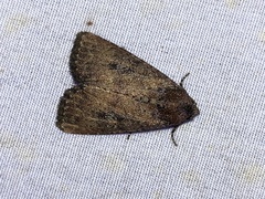 Condica sutor