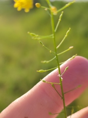 Rorippa brachycarpa