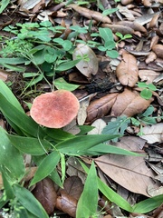 Pulchroboletus rubricitrinus