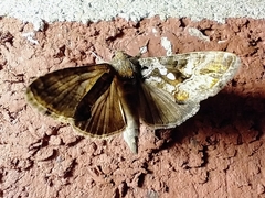 Chrysodeixis includens