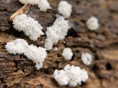 Ceratiomyxa