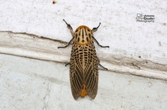Bergaris lutescens