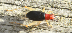 Phyllopalpus pulchellus