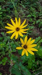 Helianthus atrorubens