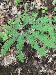 Adiantum pedatum