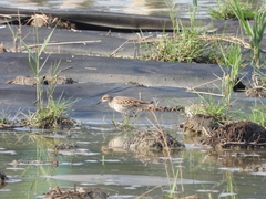 Calidris acuminata