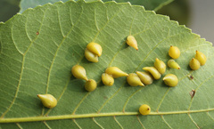 Caryomyia caryaecola