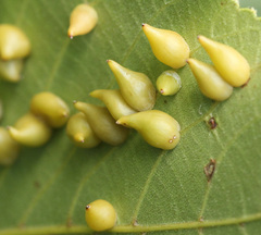 Caryomyia caryaecola