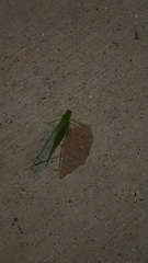 Microcentrum retinerve