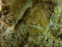 Montipora