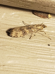 Nomophila nearctica