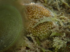 Montipora