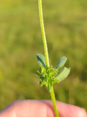 Asperugo procumbens