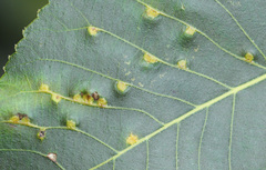 Caryomyia caryaecola