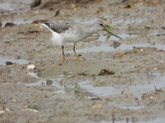 Xenus cinereus