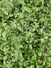 Galinsoga quadriradiata