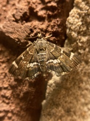 Hymenia perspectalis