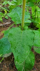 Helianthus atrorubens