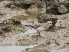 Calidris ruficollis