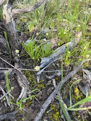 Brachyscome lineariloba