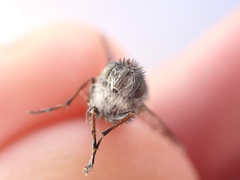 Therevidae