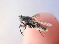 Therevidae