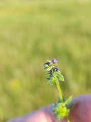 Asperugo procumbens