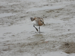 Calidris ruficollis