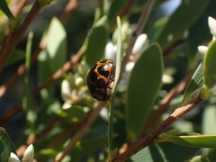 Harmonia conformis
