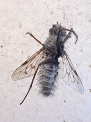 Therevidae
