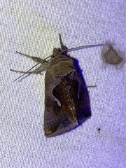 Anagrapha falcifera