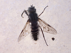 Therevidae