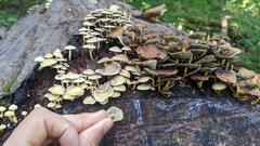 Hypholoma fasciculare