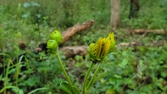 Helianthus atrorubens