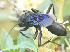 Sphex pensylvanicus