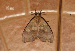 Gangarides vardena