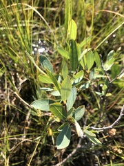 Salix pedicellaris