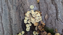 Hypholoma fasciculare