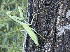 Stagmomantis limbata