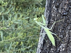 Stagmomantis limbata