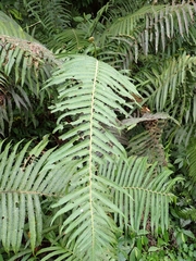 Sphaerostephanos taiwanensis