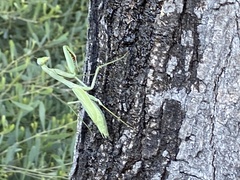 Stagmomantis limbata