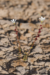 Saxifraga cernua