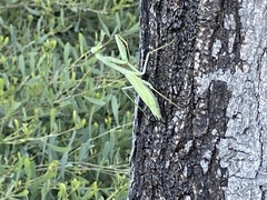 Stagmomantis limbata