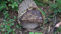 Hypholoma fasciculare