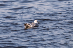 Larus argentatus