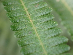 Sphaerostephanos taiwanensis