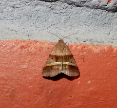 Ozarba punctigera
