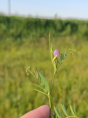 Vicia sativa nigra