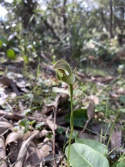Pterostylis curta